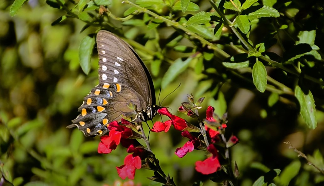 A swallowtail butterfly sips nectar from vibrant red salvia flowers