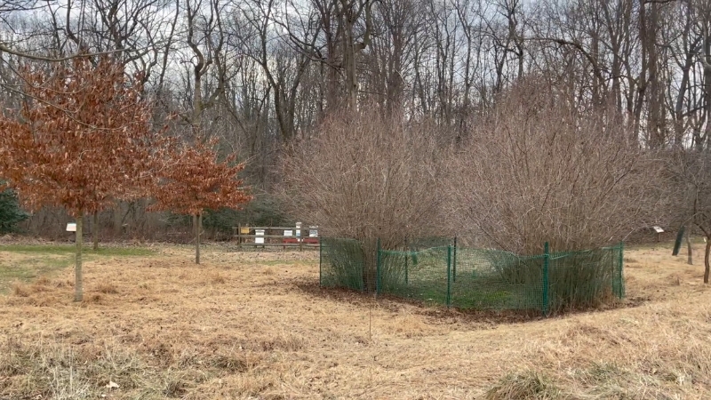 A fenced grove and trees with late autumn leaves stand in Banneker Park against a backdrop of bare woods